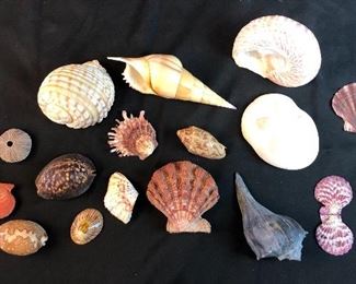 Seashell Lot