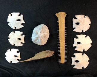Another lot-Sand Dollars, Sawfish, dried fish.