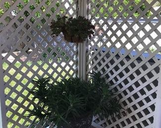 Plants