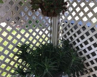 Plants