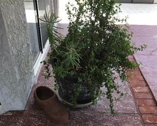 plants