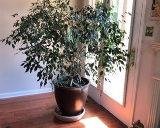 live Ficus tree