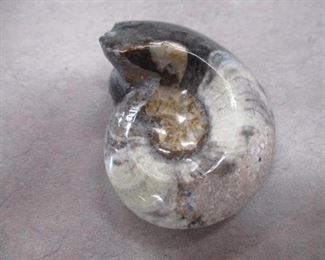 Fossil Ammonit Shell