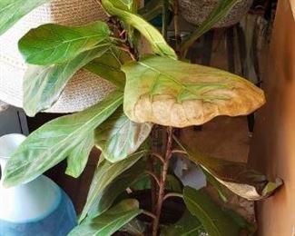 PLANT
