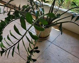 Live Plants