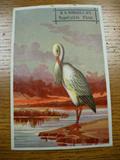 Advertising card.H.W. Conklin. Gents neck Wear