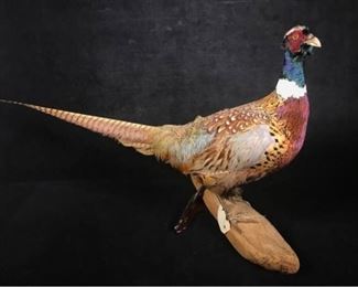 Jl001 RingNecked Pheasant Taxidermy