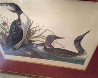 Red-throated divers framed art