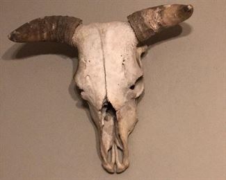 Cow skull