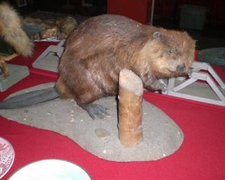 taxidermy mount beaver