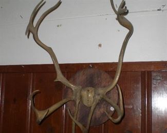 unusual set of antlers