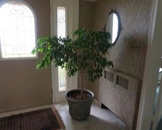 ficus tree live