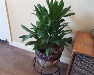 'Live' Plants