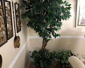 ficus tree