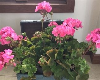Flowers