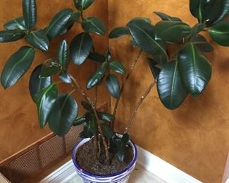 Live Plant
