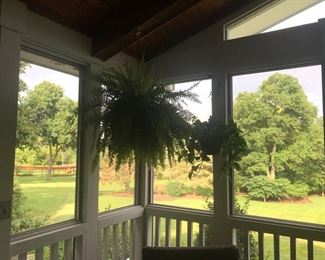 We have some live hanging philodendron plants and a large hanging fern