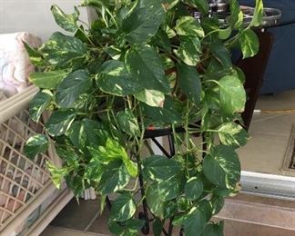 Plant Stand and Plant