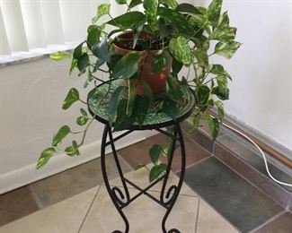 Plant Stand and Plant