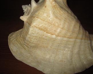 CONCH SHELL