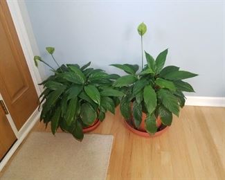 Silk plants