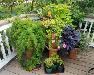 Potted plants