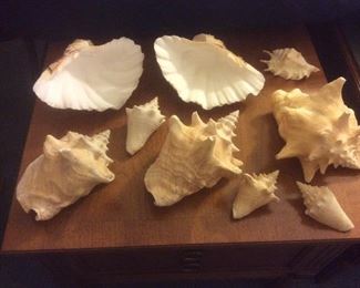 Sea shells.  Very nice