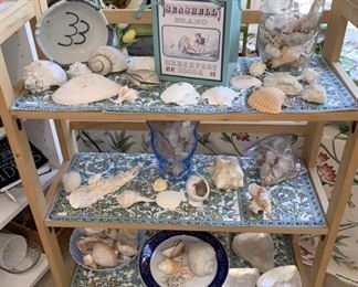 Sea Shell Collection- SALE 50% OFF
