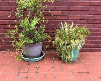 Two Pots of Plants