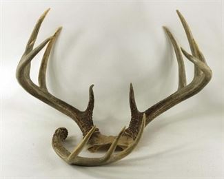 Deer or buck antlers