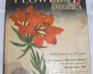 Wildflowers of America