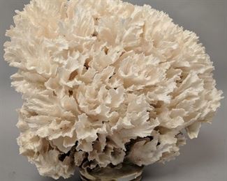 Large decorative specimen coral