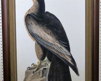 Bird of Washington by John Audobon