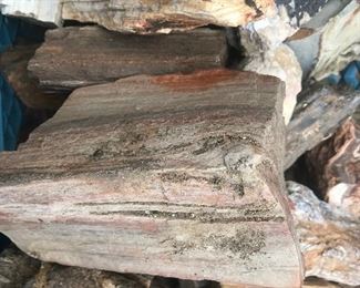 Petrified Wood 
