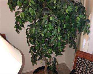 INDOOR PLANT