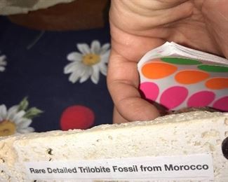 FOSSILS FROM MOROCCO