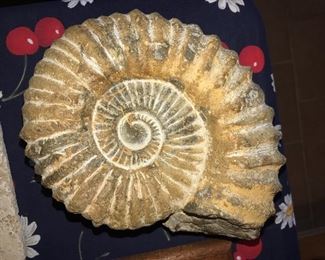 FOSSILS 