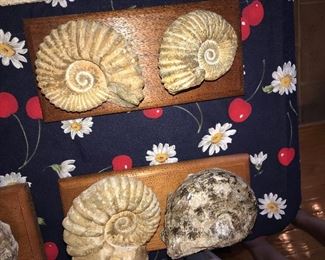 FOSSILS 