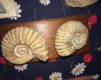 FOSSILS 