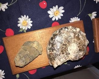 TAILOBITE FOSSIL FROM MOROCCO 