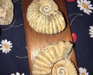 AMMONITE FOSSIL SEA SHELL FROM MOROCCO 