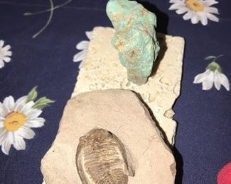 DETAILED TRILOBITE FOSSIL FROM MOROCCO