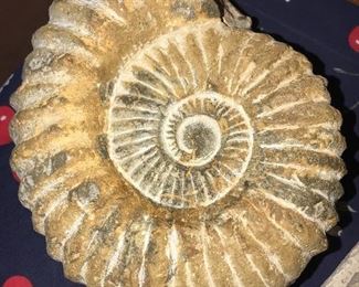 MONSTER AMMONITE FOSSIL SEA SHELL