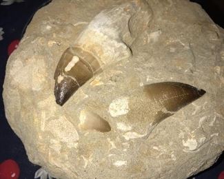 GIGANTIC MOSASAUR DINOSAUR FOSSIL TEETH WHOLE STILL IN THE MATRIX FROM MOROCCO 