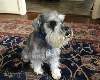 Bentley is eagerly waiting to greet you!🐾