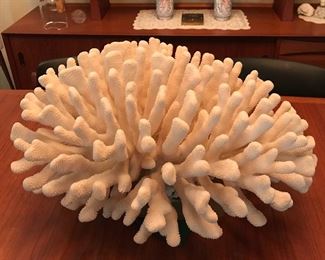CALIUFLOWER CORAL FROM THE PACIFIC BASIN / APPROX 17" DIAMETER C. 1970. IMPORTED BY OWNER AND NOT ENDANGERED.