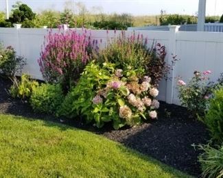 Beautiful plants and landscaping