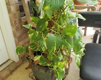 a plant that needs a new home!