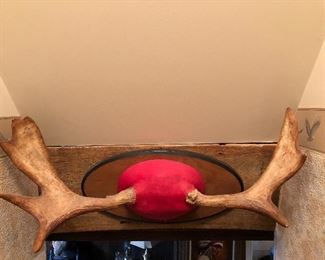 MOOSE ANTLERS