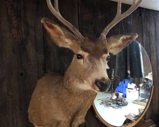 SEVERAL DEER TAXIDERMY 